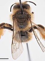 Andrena nigroolivacea