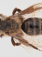 Andrena nuptialis