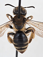 Andrena pandellei