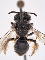 Andrena panurgina