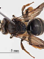 Andrena paucisquama