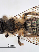 Andrena praecox