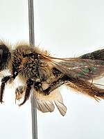 Andrena ramosa