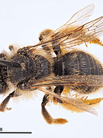 Andrena rhenana