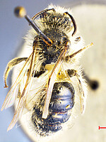 Andrena rhyssonota