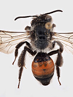 Andrena rosae