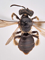 Andrena rotundata