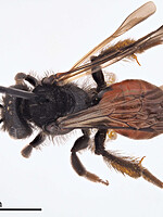 Andrena sardoa