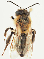 Andrena scotica