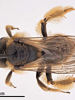 Andrena senecionis