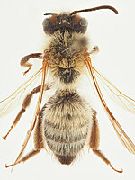 Andrena synadelpha