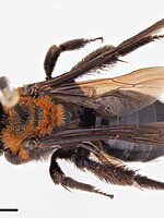 Andrena thoracica