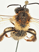 Andrena trimmerana