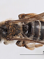 Andrena tunetana