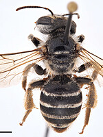 Andrena variabilis