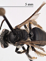 Andrena ventricosa
