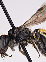 Andrena verticalis