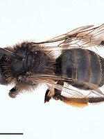 Andrena vulcana