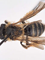 Andrena vulpecula