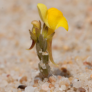 Espcies endmicas de Portugal